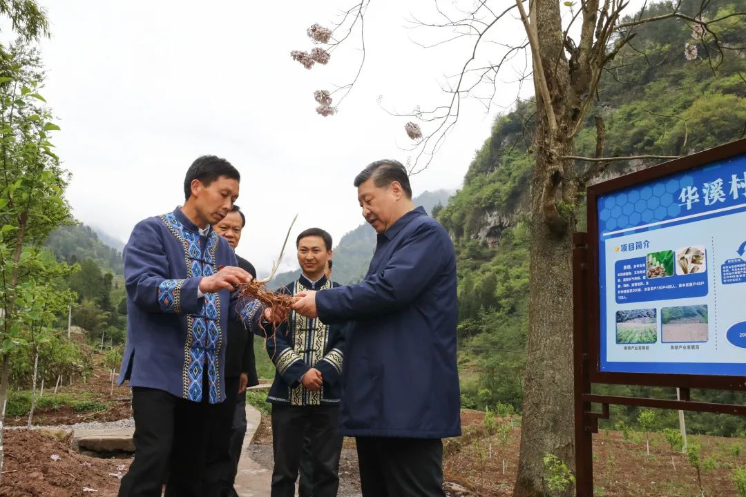 2019年4月15日，習(xí)近平在重慶華溪村考察特色經(jīng)濟(jì)作物帶動村民脫貧的情況。新華社記者 鞠鵬 攝