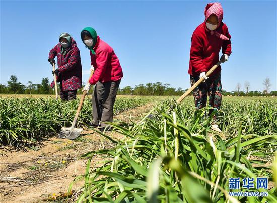  5月11日，農(nóng)民在山西省大同市云州區(qū)西坪鎮(zhèn)唐家堡村邊的黃花菜地里除草。新華社發(fā)（柴婷 攝）